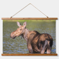 Moose Feeding in Glacier National Park, Montana