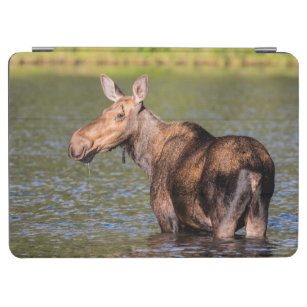 Moose Feeding in Glacier National Park, Montana iPad Air Cover