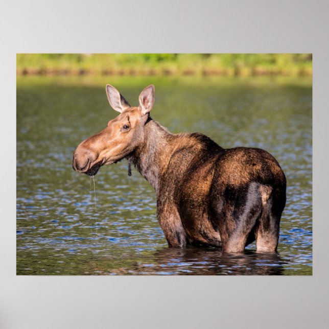Moose Feeding in Glacier National Park, Montana Poster (Front)