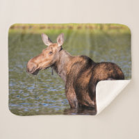 Moose Feeding in Glacier National Park, Montana
