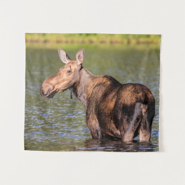 Moose Feeding in Glacier National Park, Montana Tapestry (Front (Horizontal))