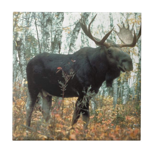 Moose Forest Trees Park Animal Wildlife Art Tile (Front)