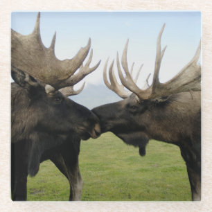 Moose Glass Coaster