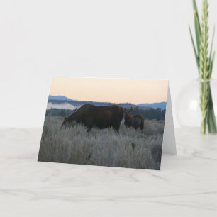 Moose Grazing at Sunrise at Grand Teton Card