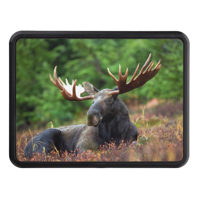 Moose Hitch Cover (Front)