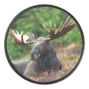 Moose Hockey Puck