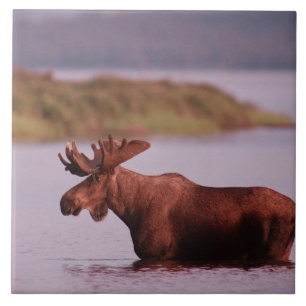 Moose in Lake Tile