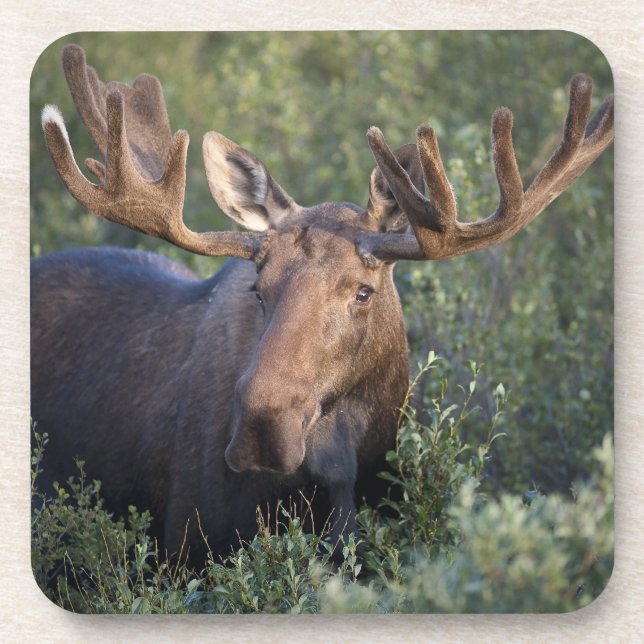 Moose in Velvet Coaster Set (Front)