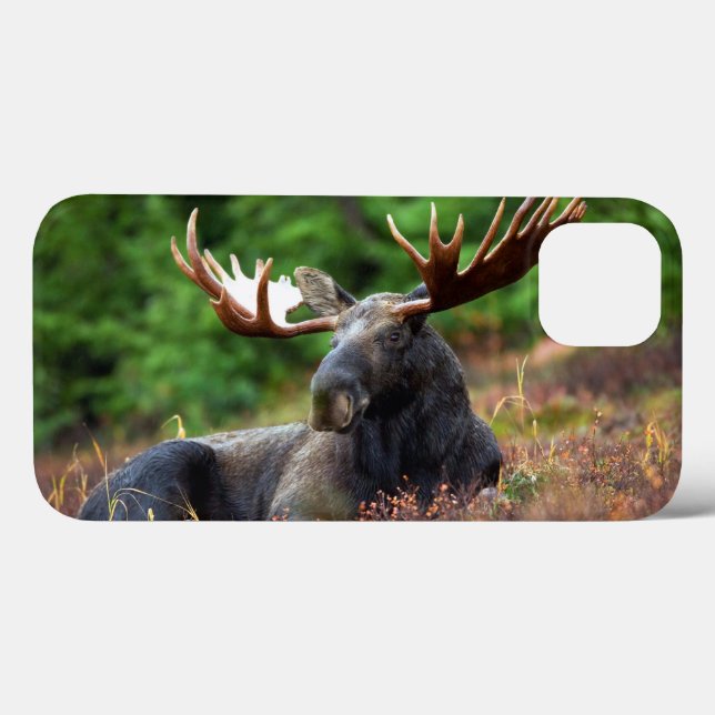Moose iPhone 13 Coque (Verso (horizontal))