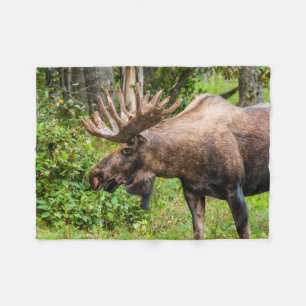 Moose Kenai Peninsula, Alaska Fleece Blanket