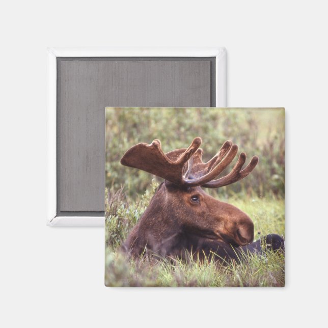 Moose Lounging Magnet (Front/Back)