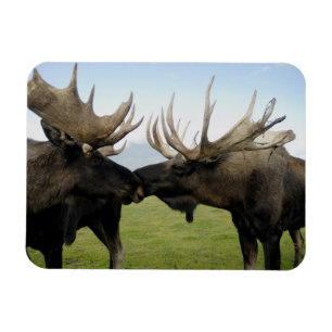 Moose Magnet
