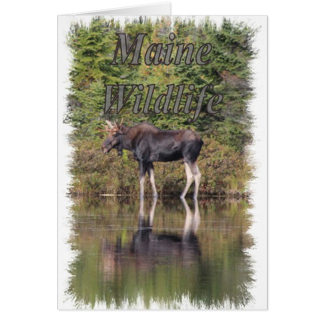 Moose - Maine Wildlife (Devant)