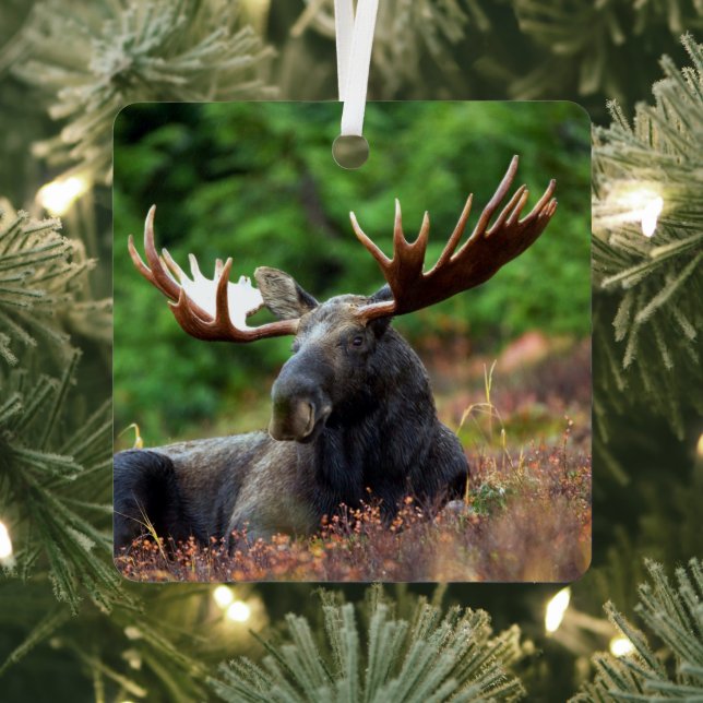 Moose Metal Ornament (Insitu)
