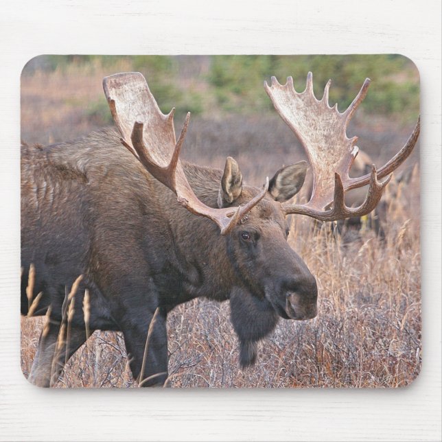 Moose Mousepad (Front)
