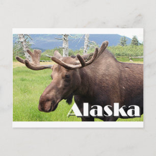 Moose near Anchorage, Alaska, USA (caption) Postcard