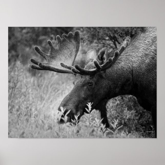 MOOSE NOIR ET BLANC PHOTO CABINE POSTER (Devant)
