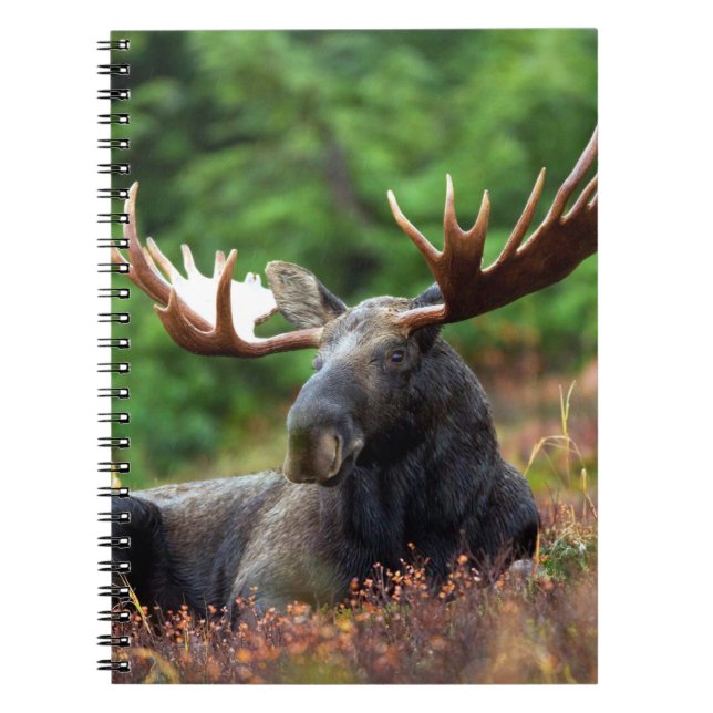 Moose Notebook (Front)