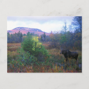 Moose on Kancamagus Highway Postcard