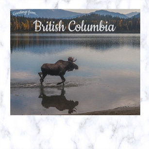 Moose on Unna Lake British Columbia Canada Postcard
