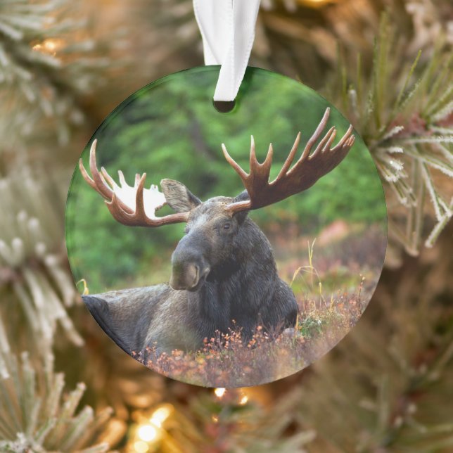 Moose Ornament (Tree)