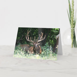 Moose Photo Card
