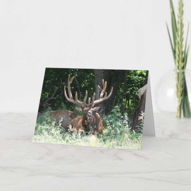 Moose Photo Card (Front)