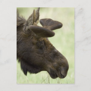 Moose Photo Postcard