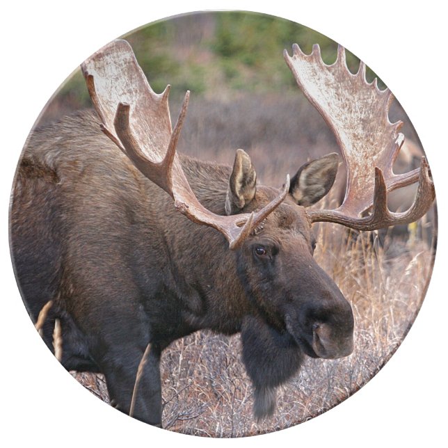 Moose Plate (Front)