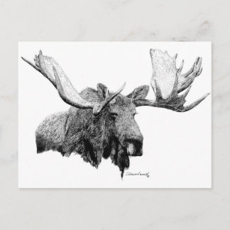 Moose Postcard