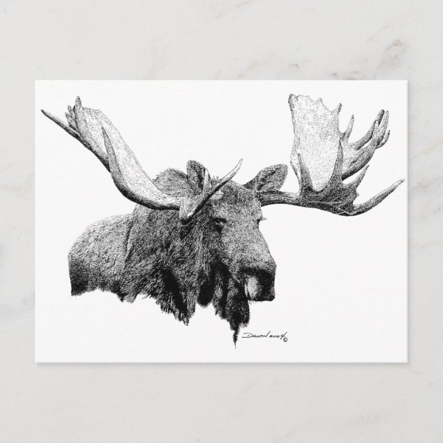 Moose Postcard (Front)