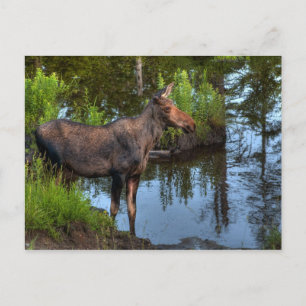 Moose Postcard