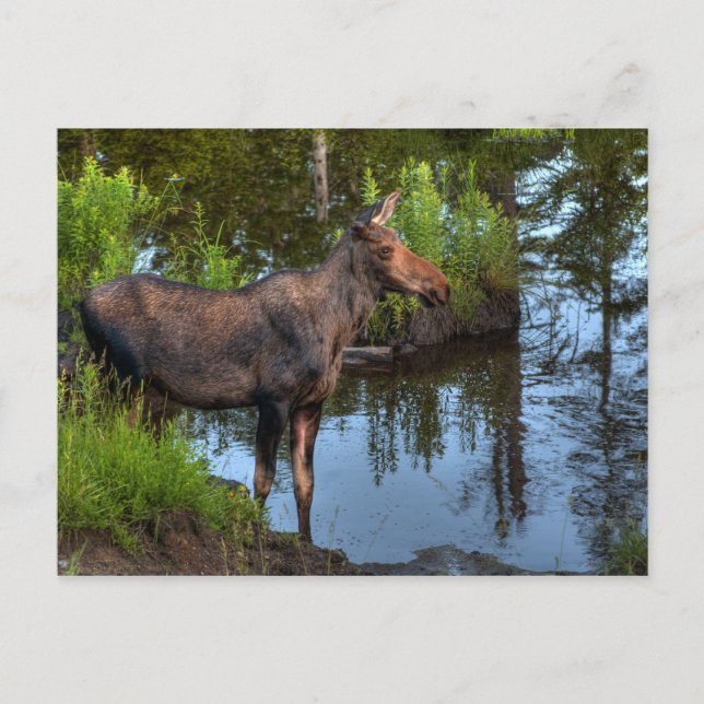 Moose Postcard (Front)
