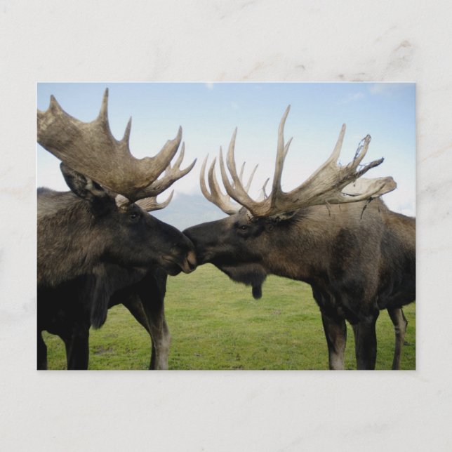 Moose Postcard (Front)