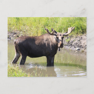 moose postcard