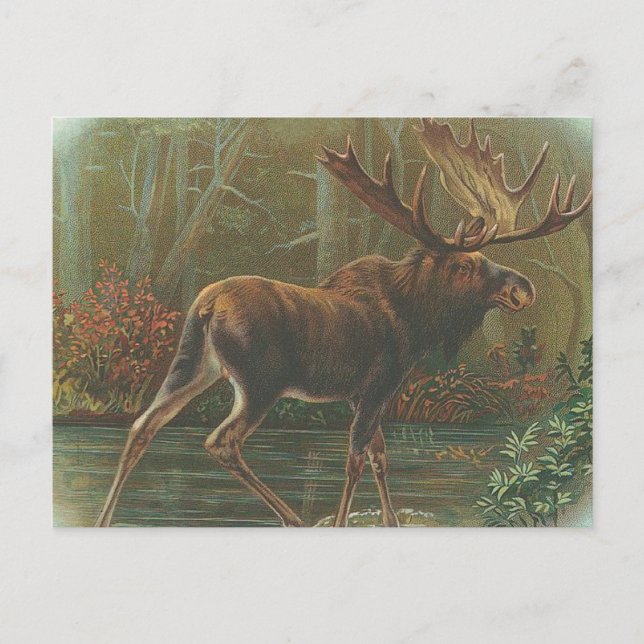 Moose Postcard (Front)