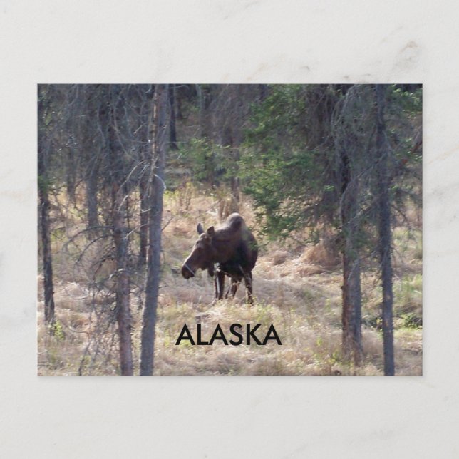 moose postcard (Front)