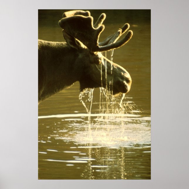 Moose Poster (Front)