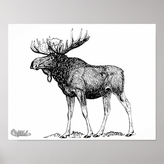 Moose Poster (Front)