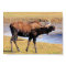 Moose say "Cheese"