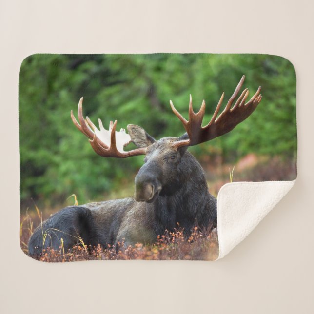 Moose Sherpa Blanket (Front (Horizontal))