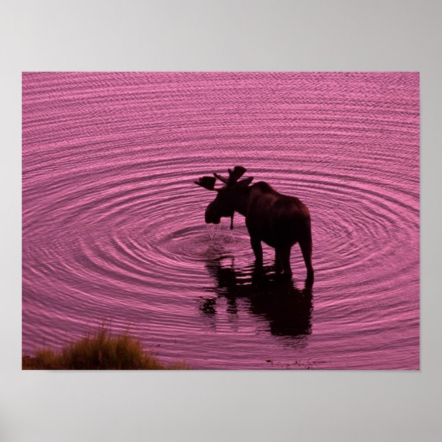 Moose Silhouette Poster (Front)