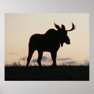 moose silouette poster