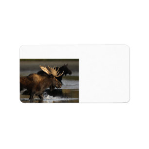 moose splashing in the water label