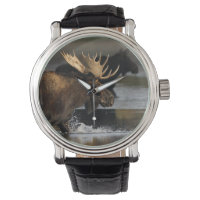 moose splashing in the water