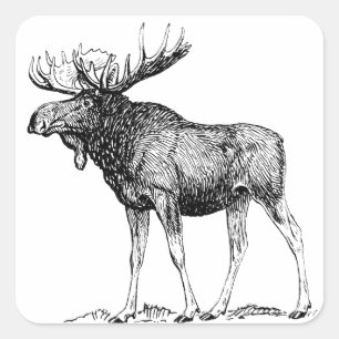 Moose Square Sticker
