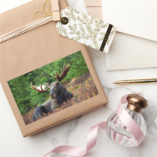 Moose Sticker