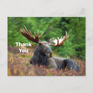 Moose Thank You Postcard