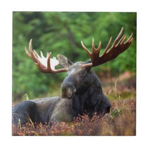 Moose Tile