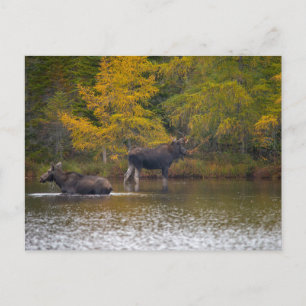 Moose Time Two Postcard